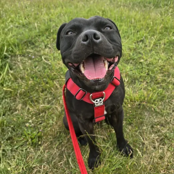 Our staffy, the dog who inspired Dog Friendly Places