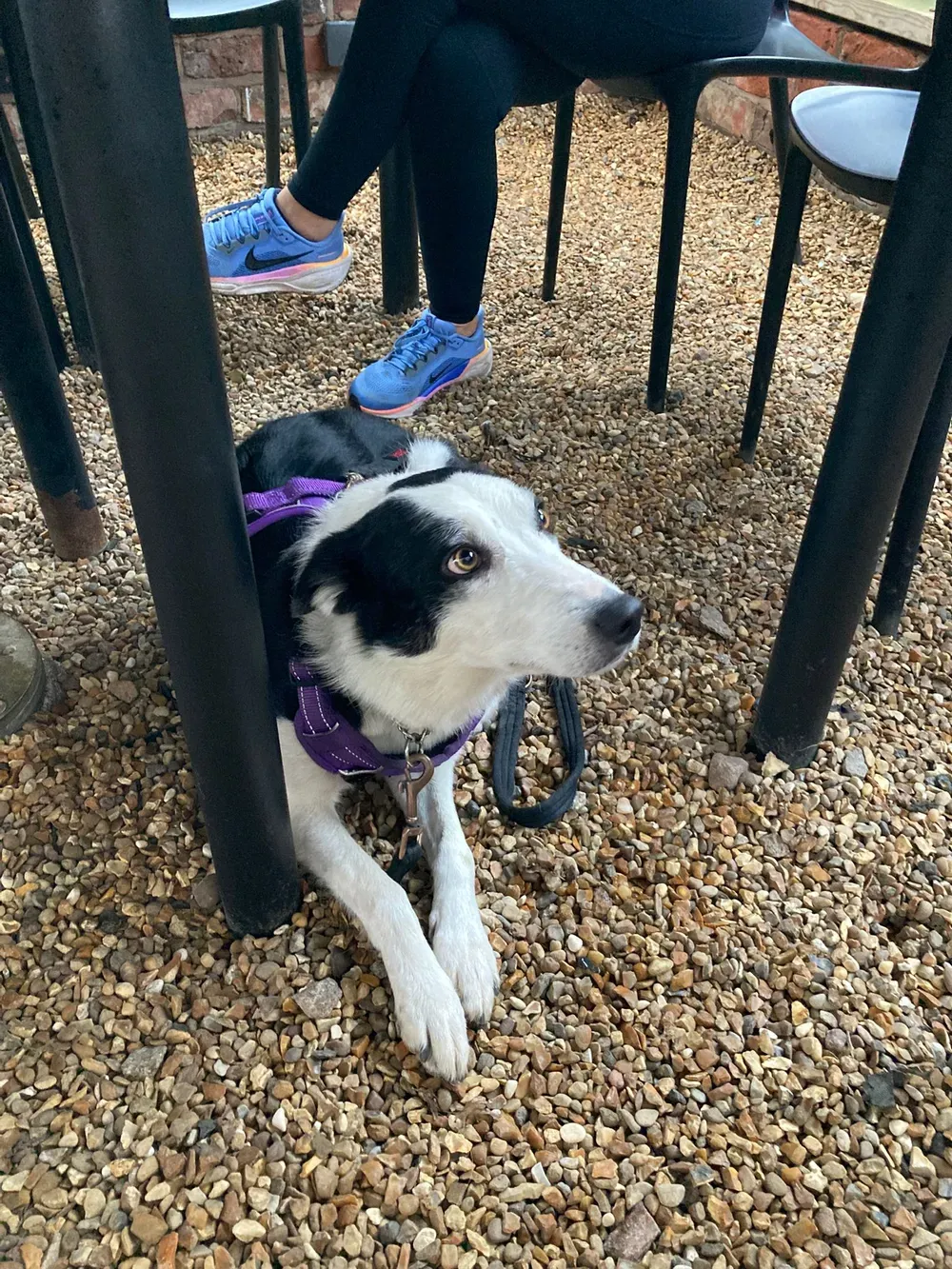 Dog at Queen's Road Social