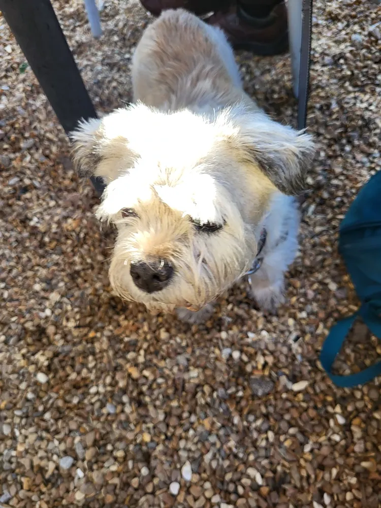 Dog at Queen's Road Social