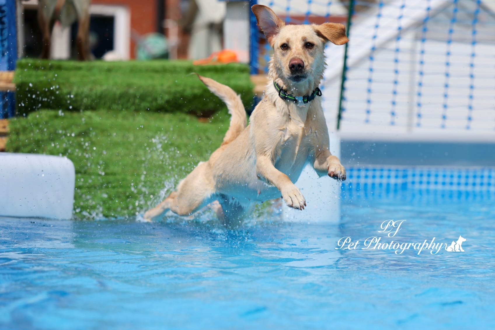 WagWater of Southport