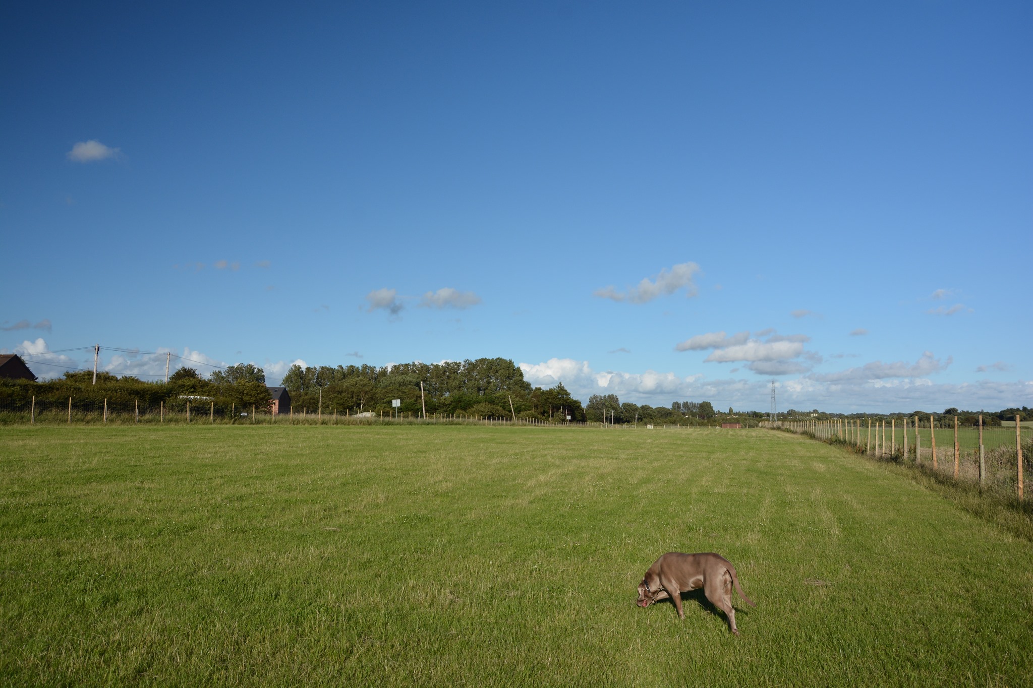 Jacksmere Dog Walking Field