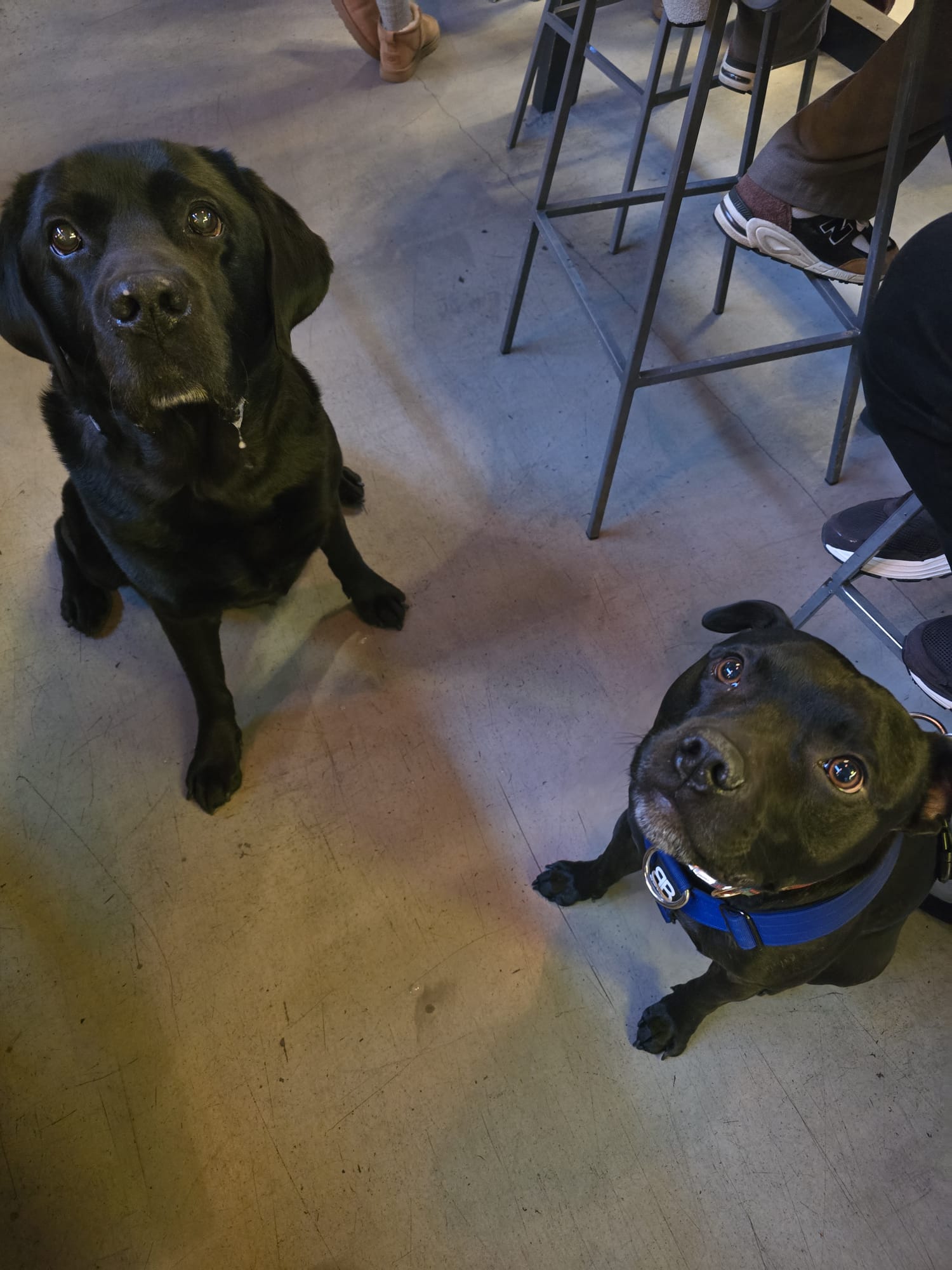 Dog at Southport Market