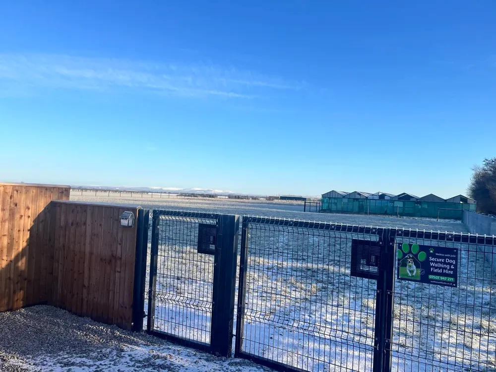 Julie's Dog Walking Field